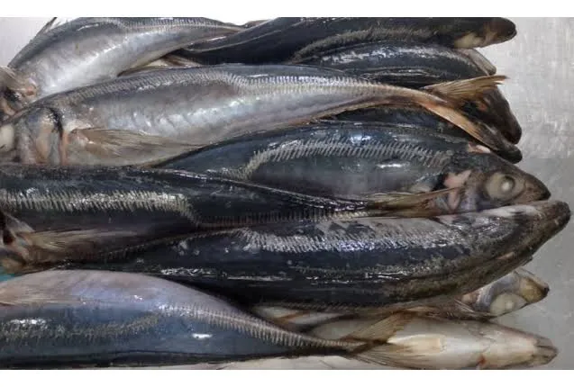 Horse mackerel 1kg